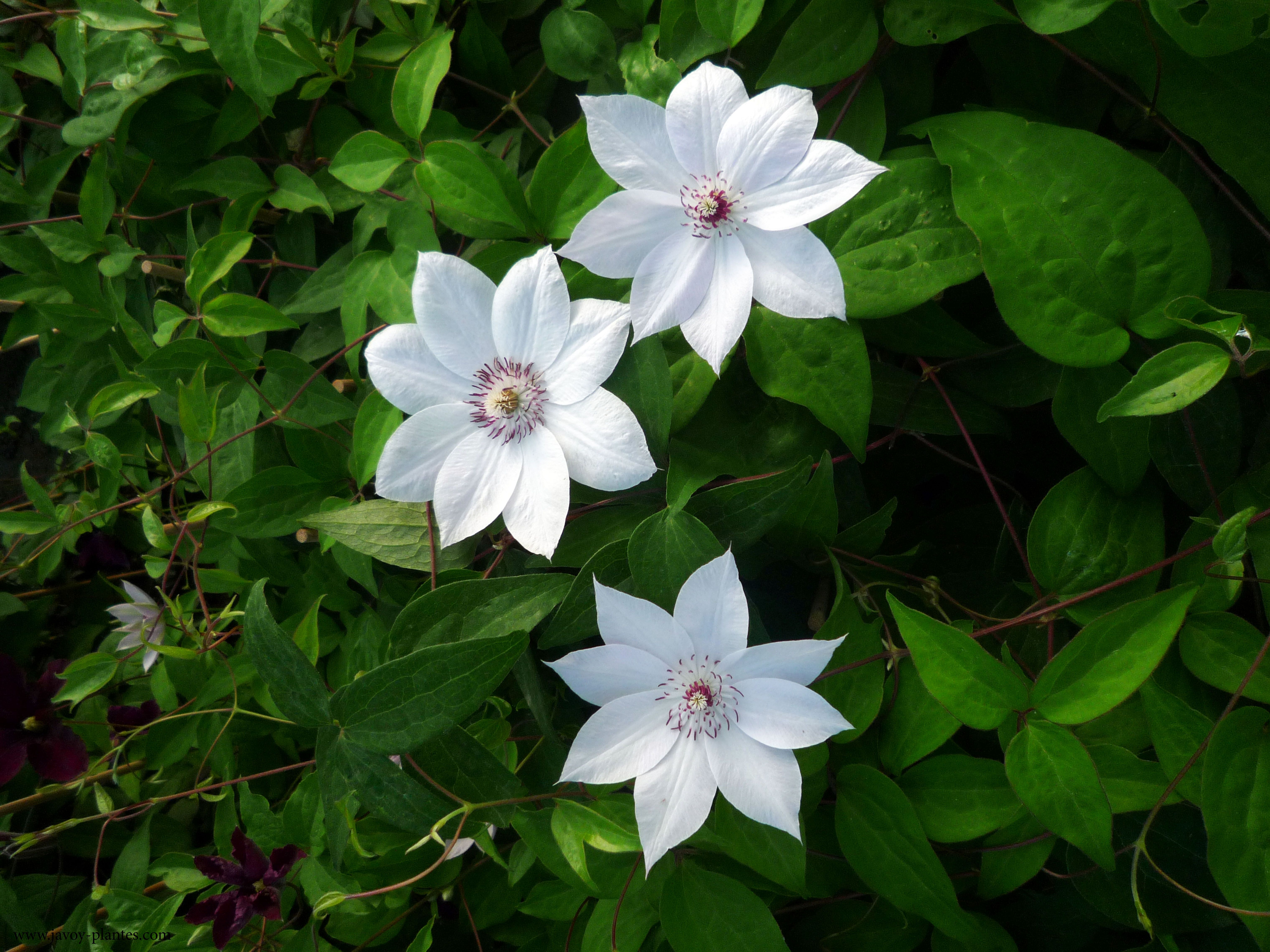 Clematis patens 'Miss Bateman'